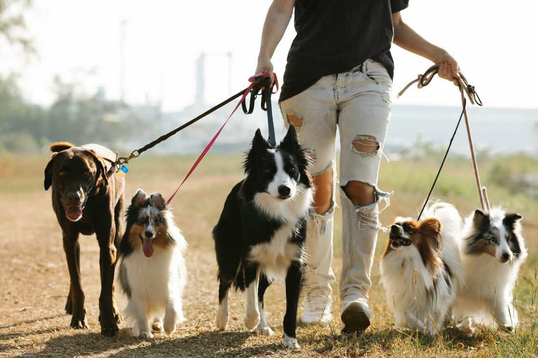 Can Grounding Sheets Help Human Pets? The Benefits of Grounding for Animals