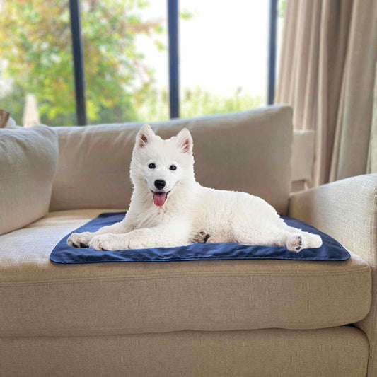 dog sitting on grounding mat for pets